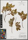 Foto von Salix hastata L.